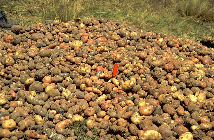 Sortenvielfalt bei Kartoffeln