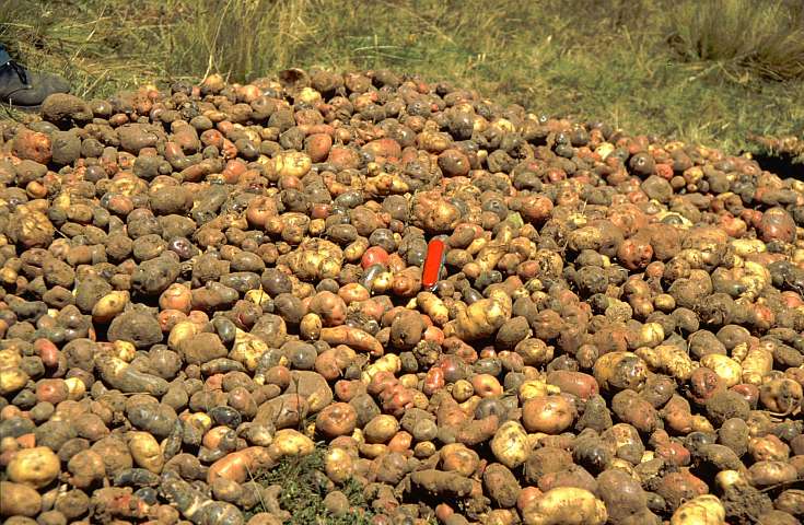 Sortenvielfalt bei Kartoffeln